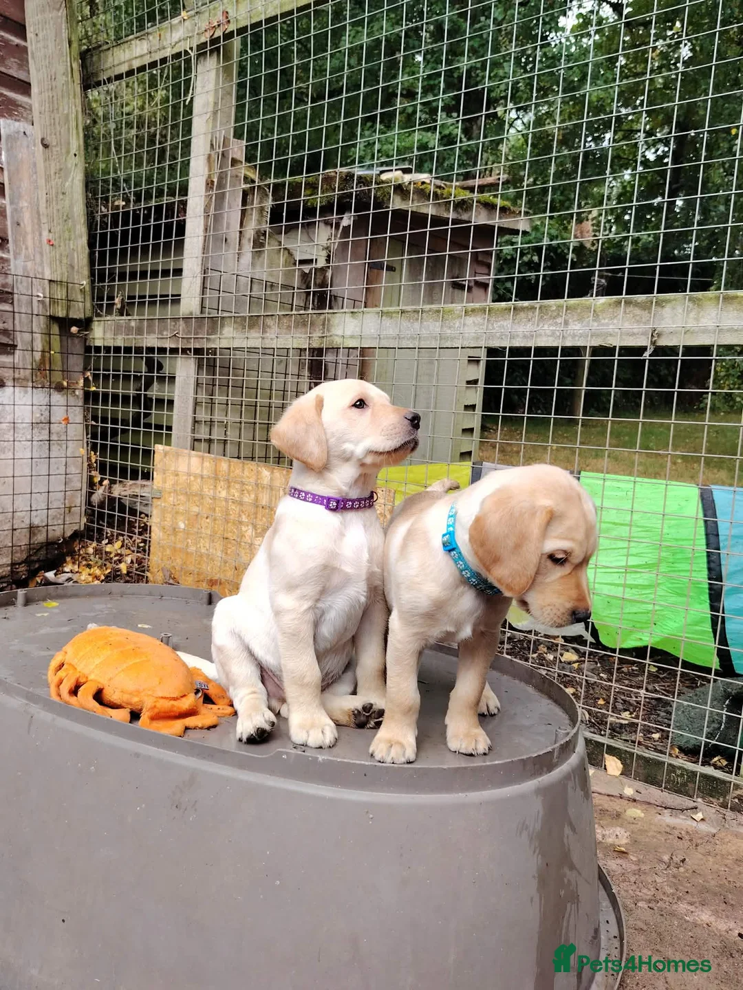 Labrador Retriever dogs for sale: KENNEL CLUB REGISTERED LABRADORS - Advert 4
