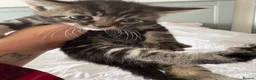 Mixed Breed cats for sale: Cute 1/2 maine coon kittens - Advert 5