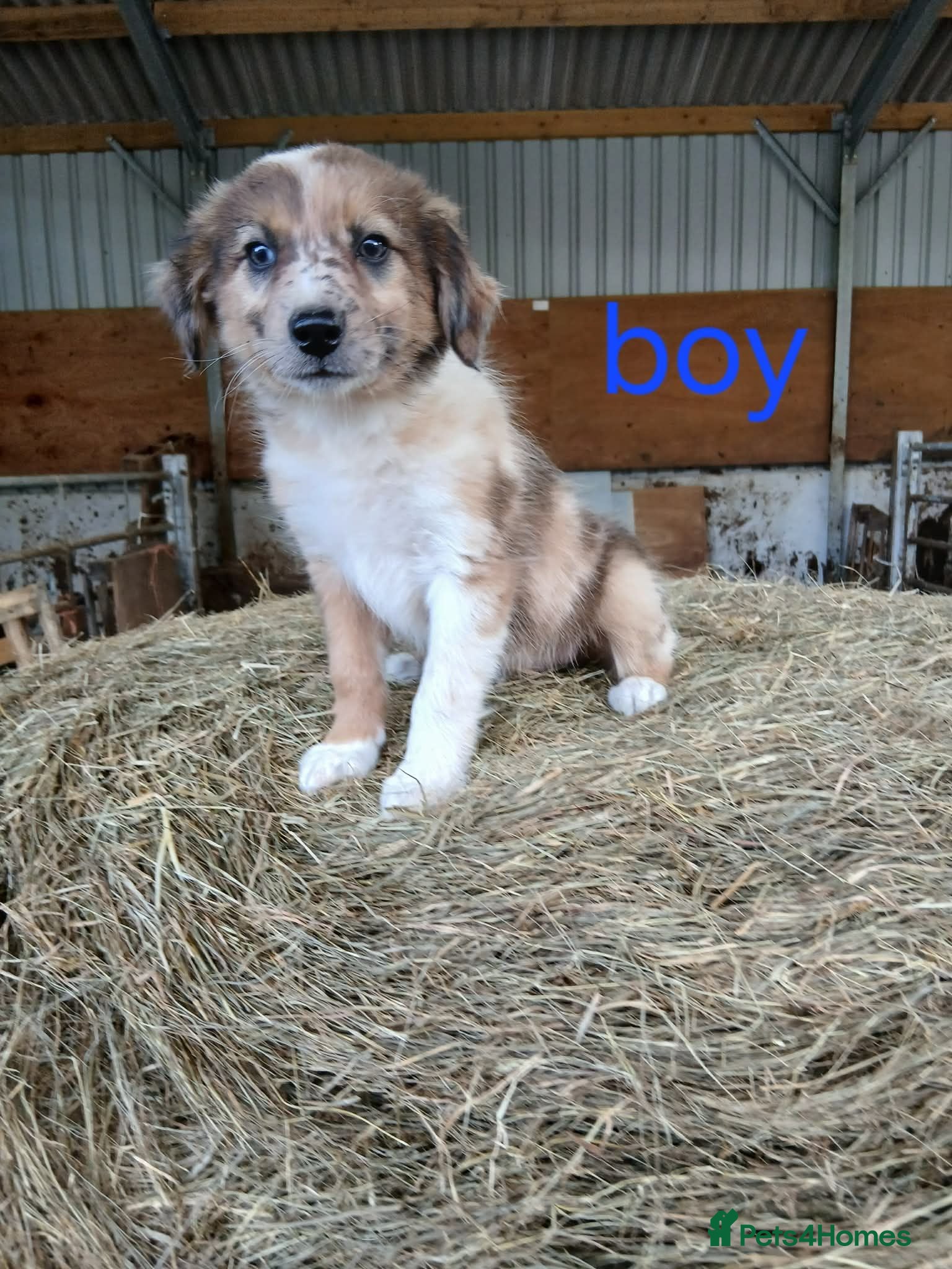 Border Collie dogs Beautiful border collie puppies  - Advert 3