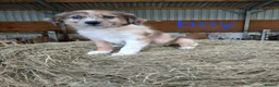 Border Collie dogs for sale: Beautiful border collie puppies  - Advert 11