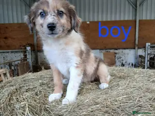 Border Collie dogs Beautiful border collie puppies - Advert 1