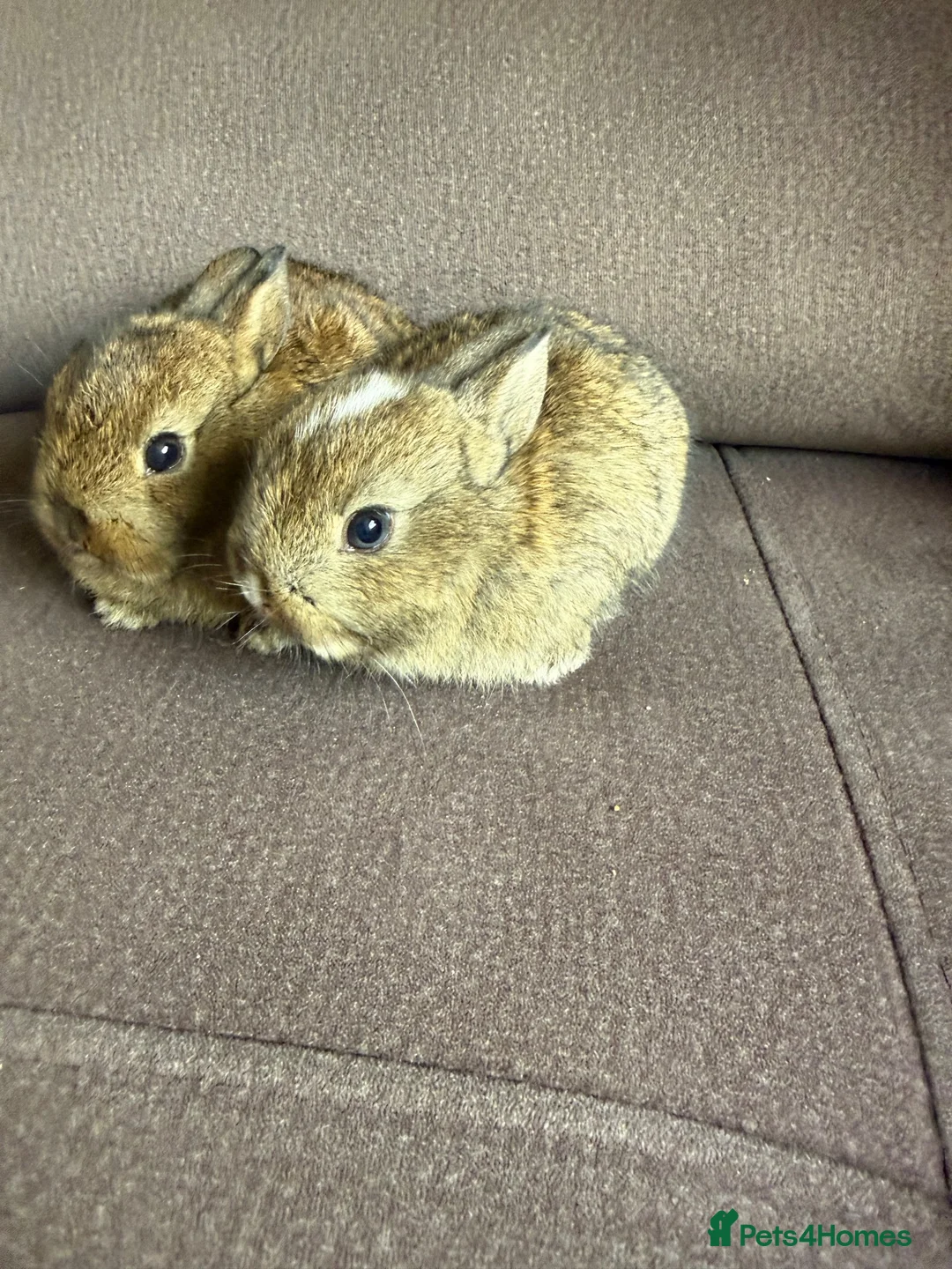 Netherland Dwarf rabbits for sale:  Netherlands dawaf Rabbits in Worcester - Advert 4