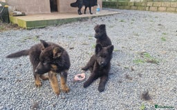 German Shepherd dogs for sale: German Shepherd pups  - Image 16