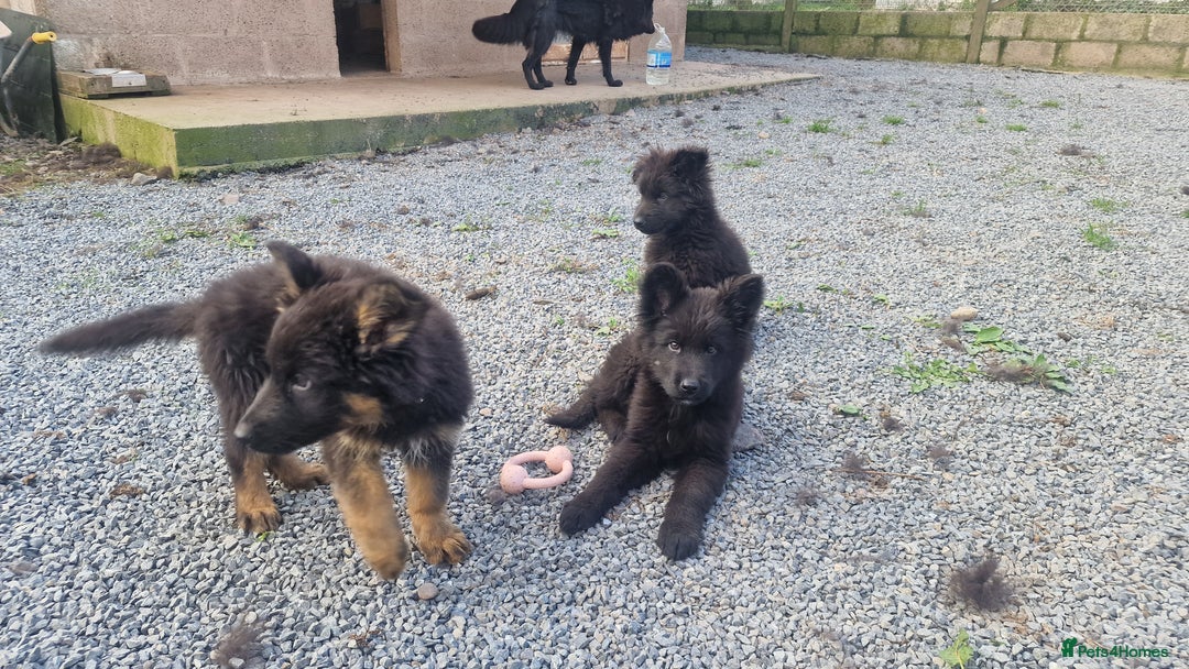German Shepherd dogs for sale: German Shepherd pups  - Image 16