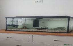 Fancy Goldfish fish for sale: black goldfish pair plus 1 X minnow 5 orange fish  - Image 6