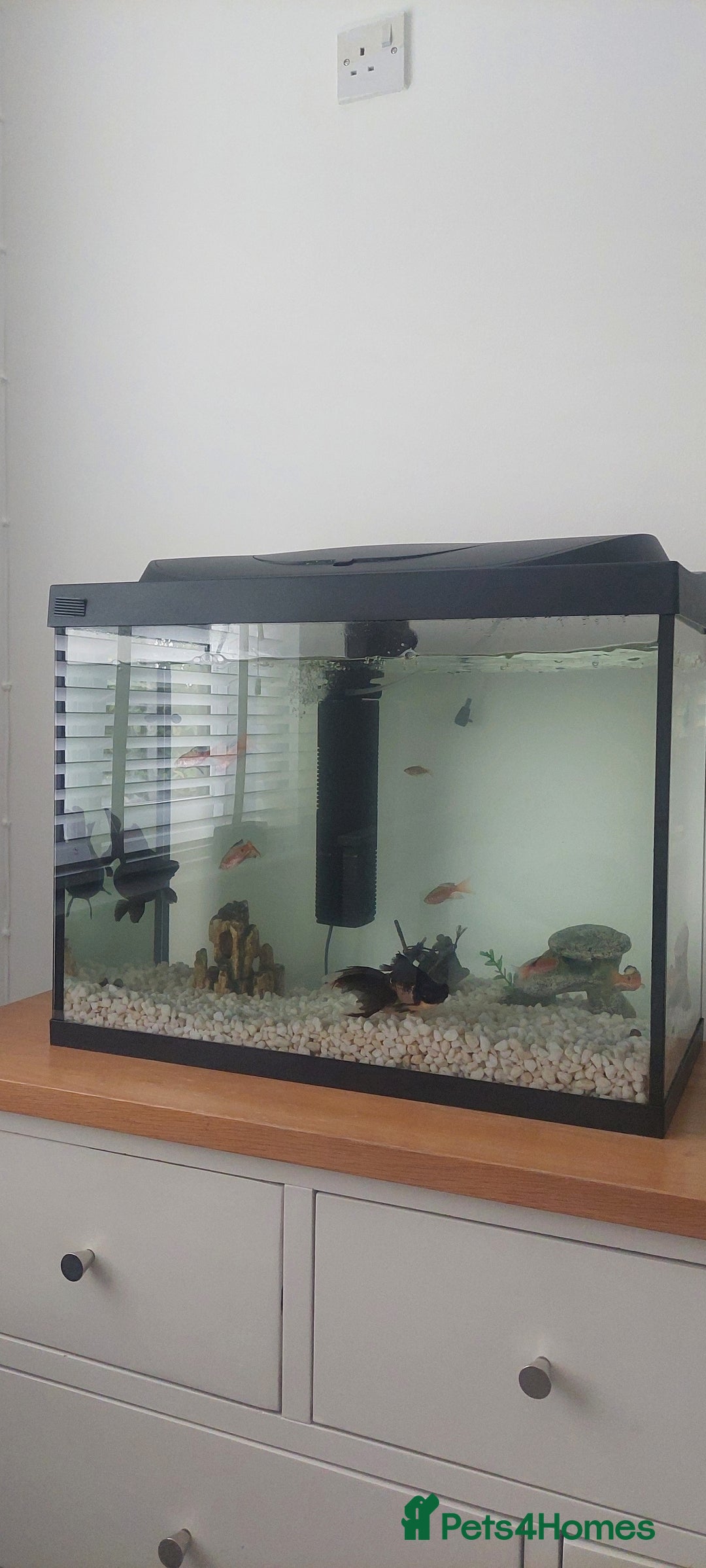 Fancy Goldfish fish for sale: black goldfish pair plus 1 X minnow 5 orange fish  - Image 6