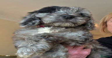 Cockapoo dogs - Advert 4