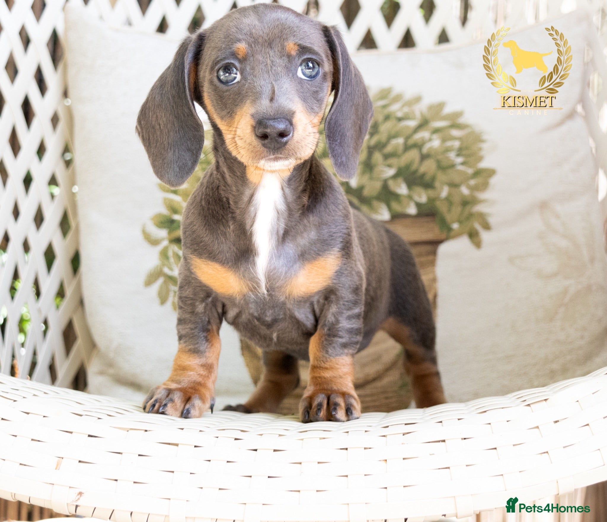 Miniature Dachshund dogs LAST 2 STUNNING MINIATURE DACHSHUNDS - Advert 1