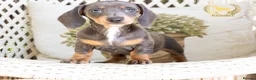 Miniature Dachshund dogs for sale: REDUCED STUNNING MINIATURE DACHSHUNDS - Advert 1