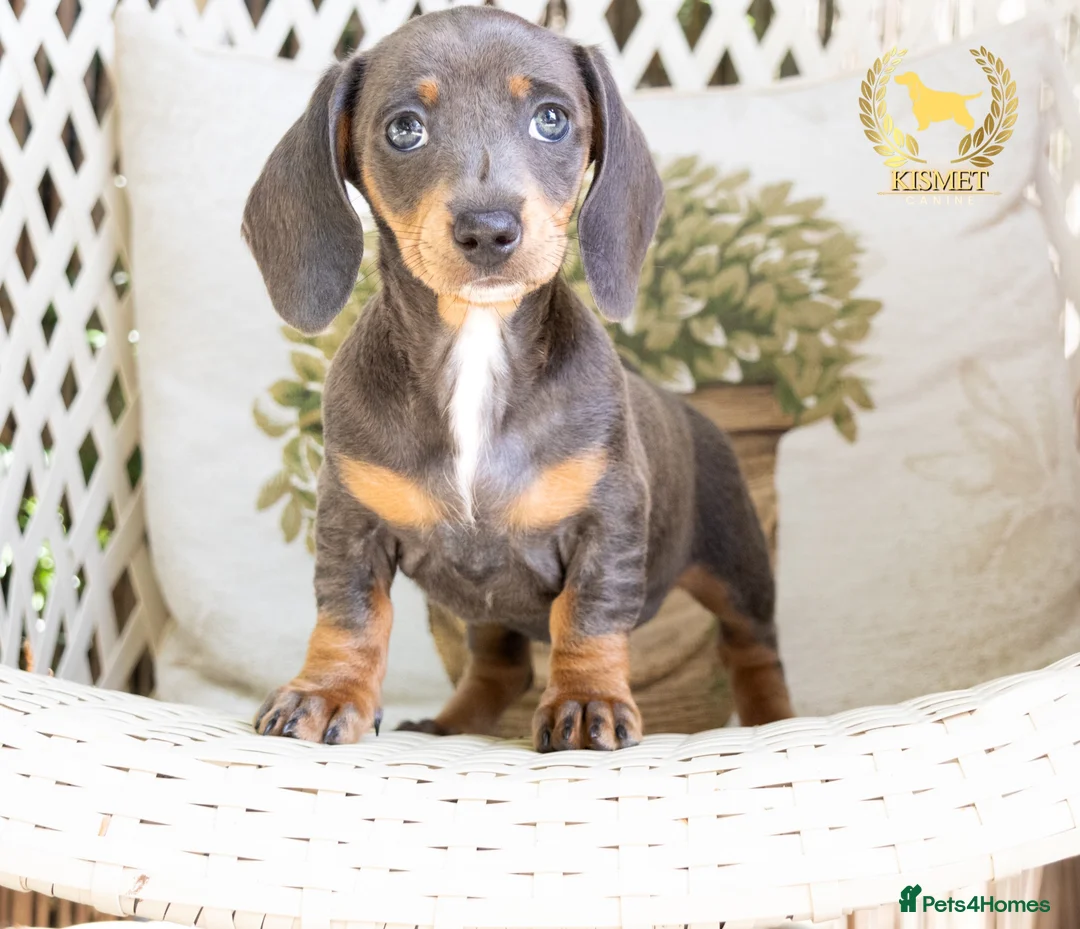 Miniature Dachshund dogs for sale: REDUCED STUNNING MINIATURE DACHSHUNDS - Advert 1