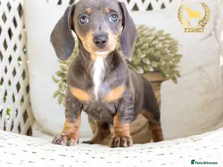 Miniature Dachshund dogs LAST 2 STUNNING MINIATURE DACHSHUNDS - Advert 1