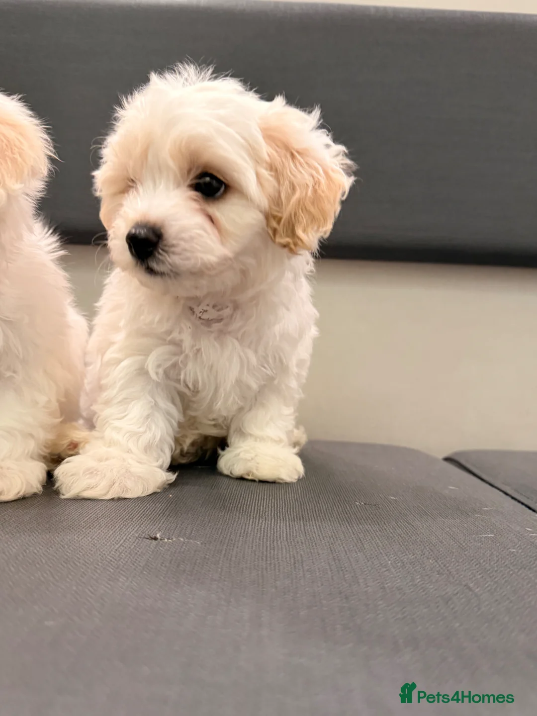 Bichon Frise dogs for sale: Adorable Bichon Frisé Puppies lookin for new home - Advert 2