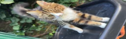 Mixed Breed cats for sale: Manila - Advert 5