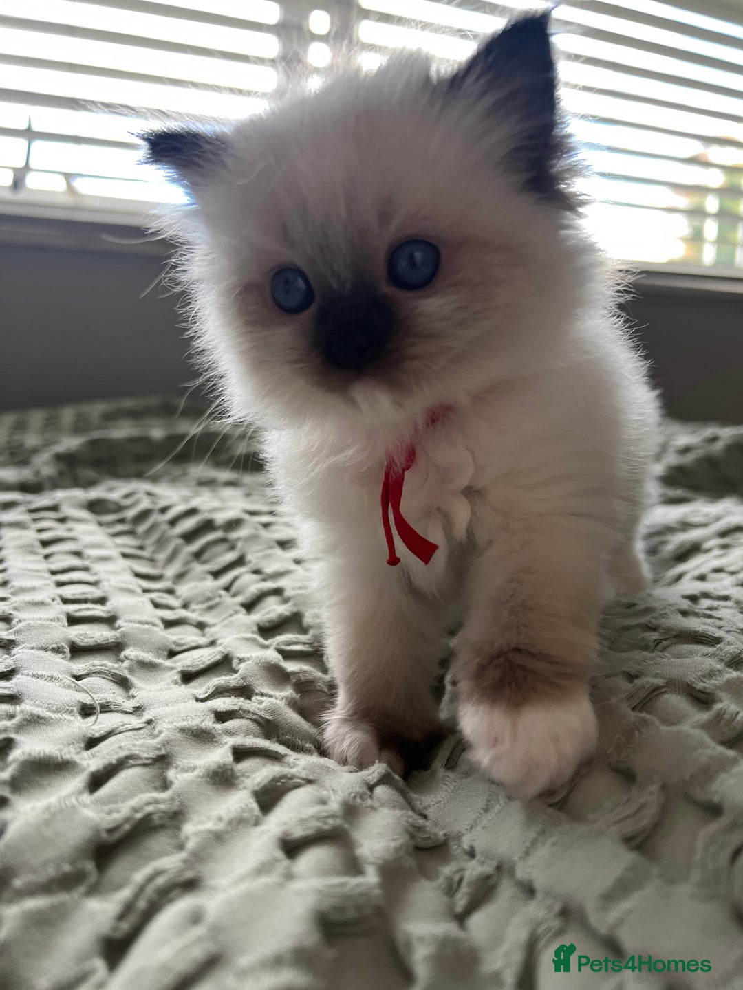 Ragdoll cats for sale: **LAST BOY** CHUNKY RAGDOLL KITTENS FOR SALE - Advert 15