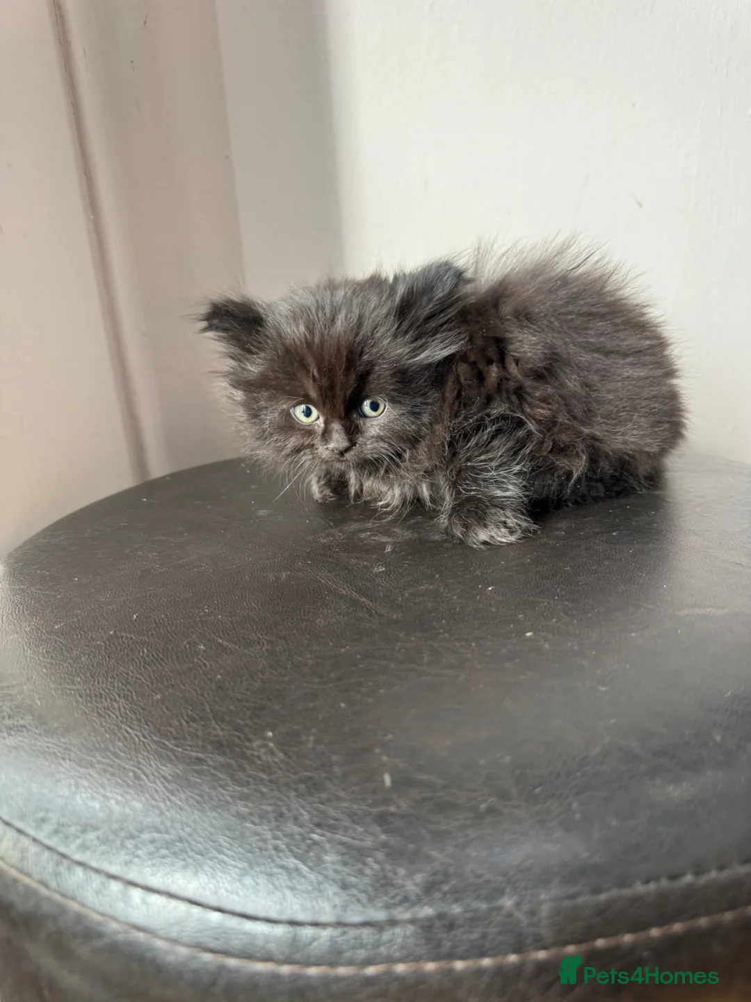 Persian cats for sale: 3 lovely kittens  - Advert 4