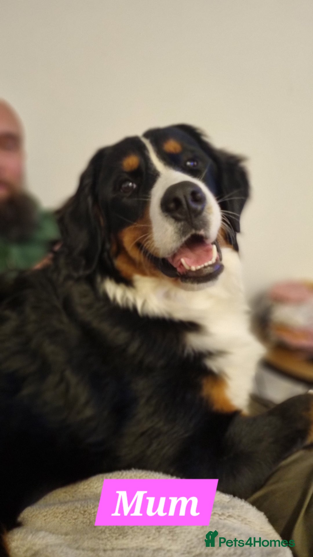 Bernese Mountain Dog dogs for sale: Bernese mountain dog for sale - Advert 5