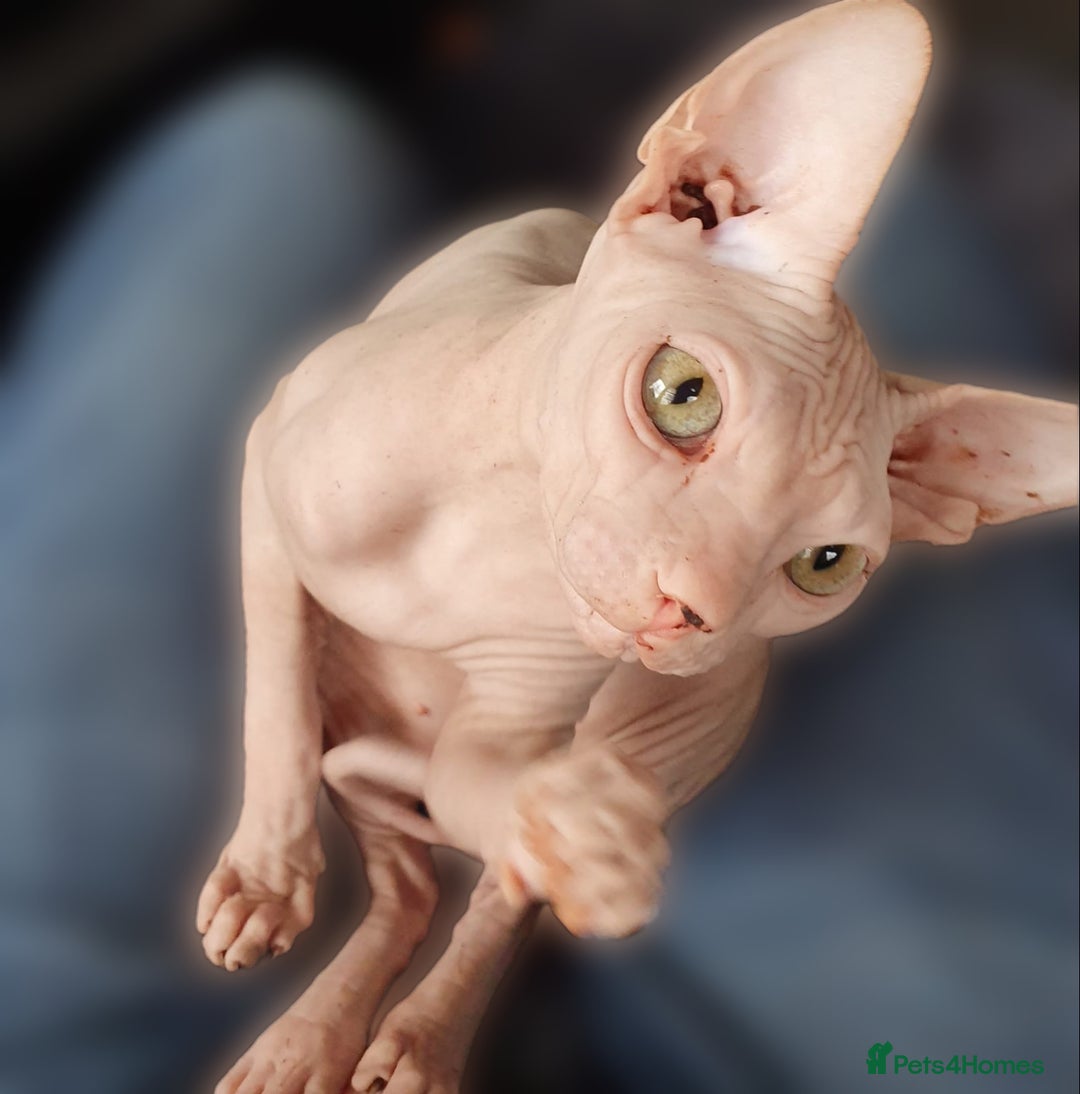 Sphynx cats for sale: Adult Canadian Sphynx for sale and Stud males  - Image 13