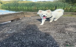 German Spitz dogs for sale: German Spitz Puppy - Image 2
