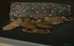 Mixed Breed dogs for sale: Cavapoochon  - Image 7