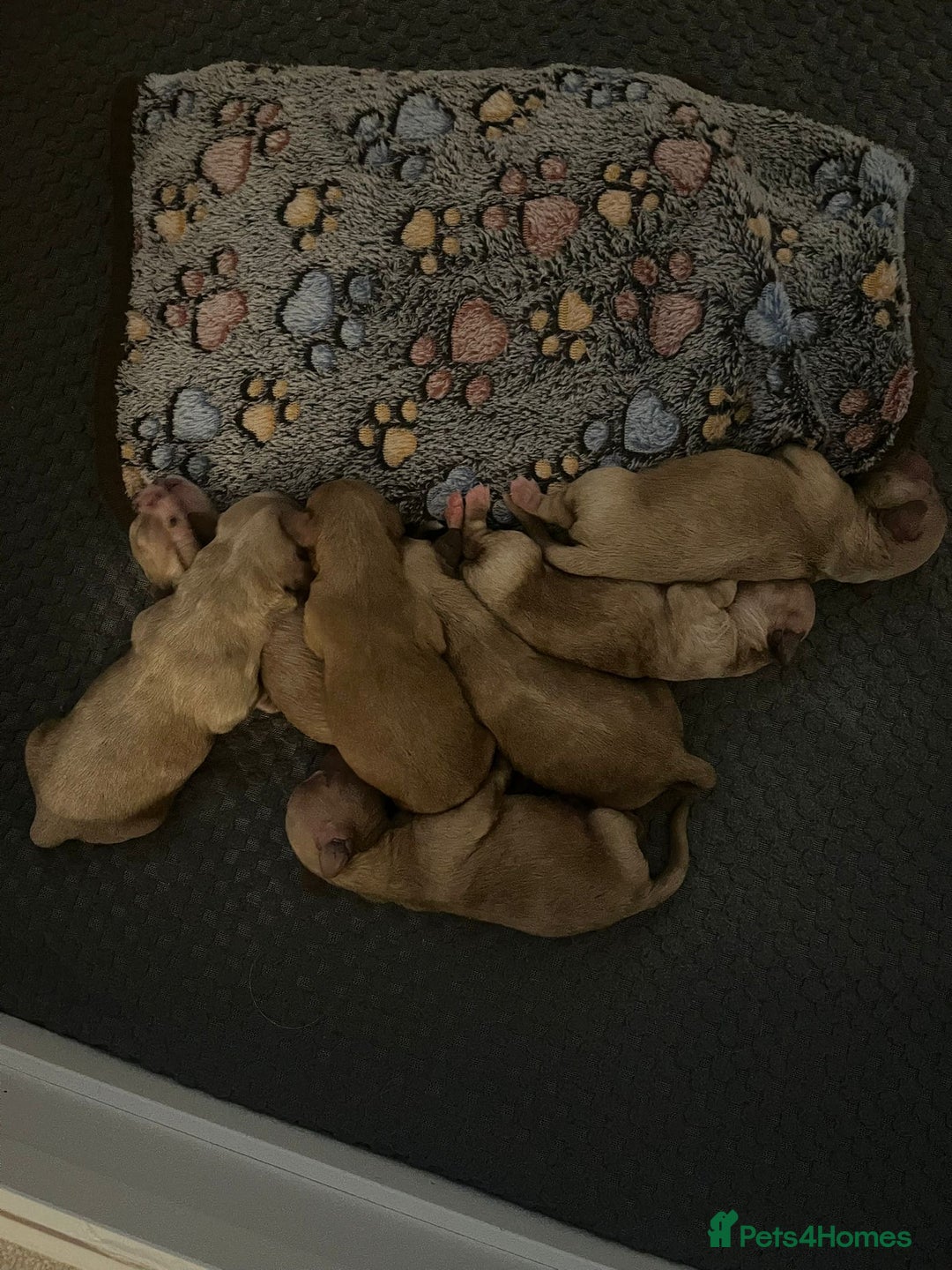 Mixed Breed dogs for sale: Cavapoochon  - Image 7