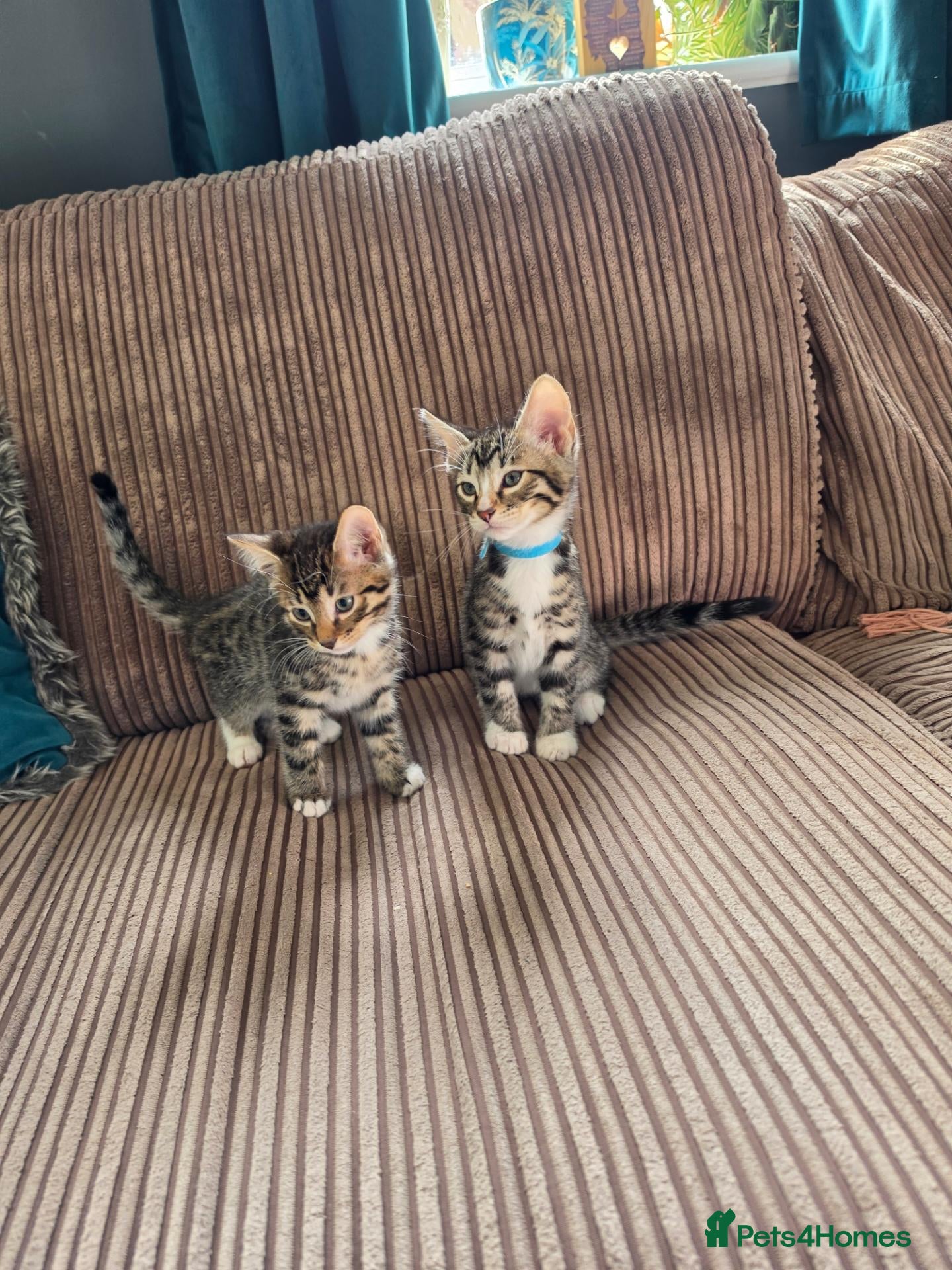 Bengal cats 2 Male Bengal cross DSH READY TO GO - Advert 1