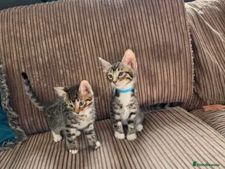 Bengal cats 2 Male Bengal cross DSH READY TO GO - Advert 1