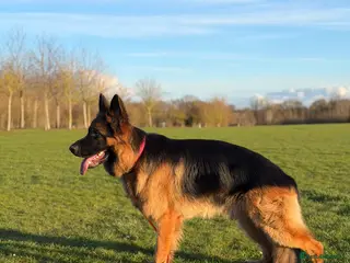 German Shepherd dogs ** STUD opportunity ** - Advert 2