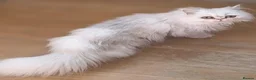 Persian cats for sale:  Persian Silver Shaded/Tipped kittens ready now - Advert 5