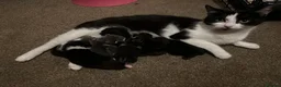 Mixed Breed cats for sale: Mixed breed Tuxedo male kitten  - Advert 1