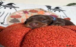 Miniature Dachshund dogs for sale: Longhair miniature dachshund  - Image 5