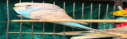 Budgerigars birds for sale: NON-FLYERS  Pair of Budgies – £40 for the pair - Advert 10