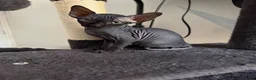 Sphynx cats for sale: Beautiful female baby Sphynx for sale  in Leicester - Advert 4