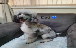 Cavapoo dogs for sale: Stunning litter of cavapoos - Image 16