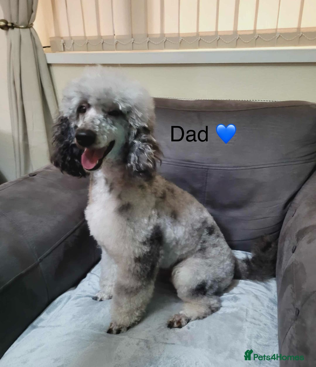 Cavapoo dogs for sale: Stunning litter of cavapoos - Image 16