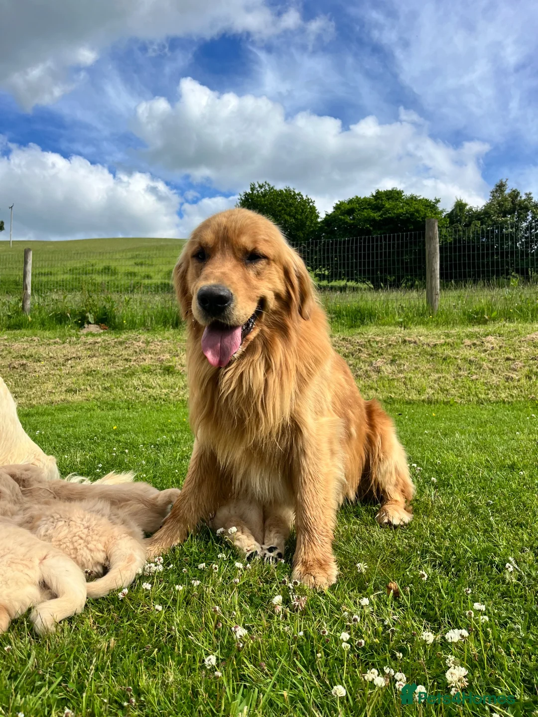 Golden Retriever dogs for sale: Beautiful KC Golden Retriever Puppies - Advert 2