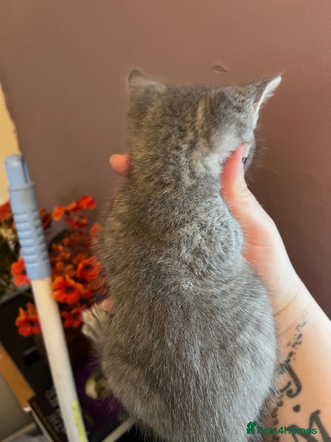 Mixed Breed cats for sale: Beautiful grey, tabby and black kittens  - Advert 7