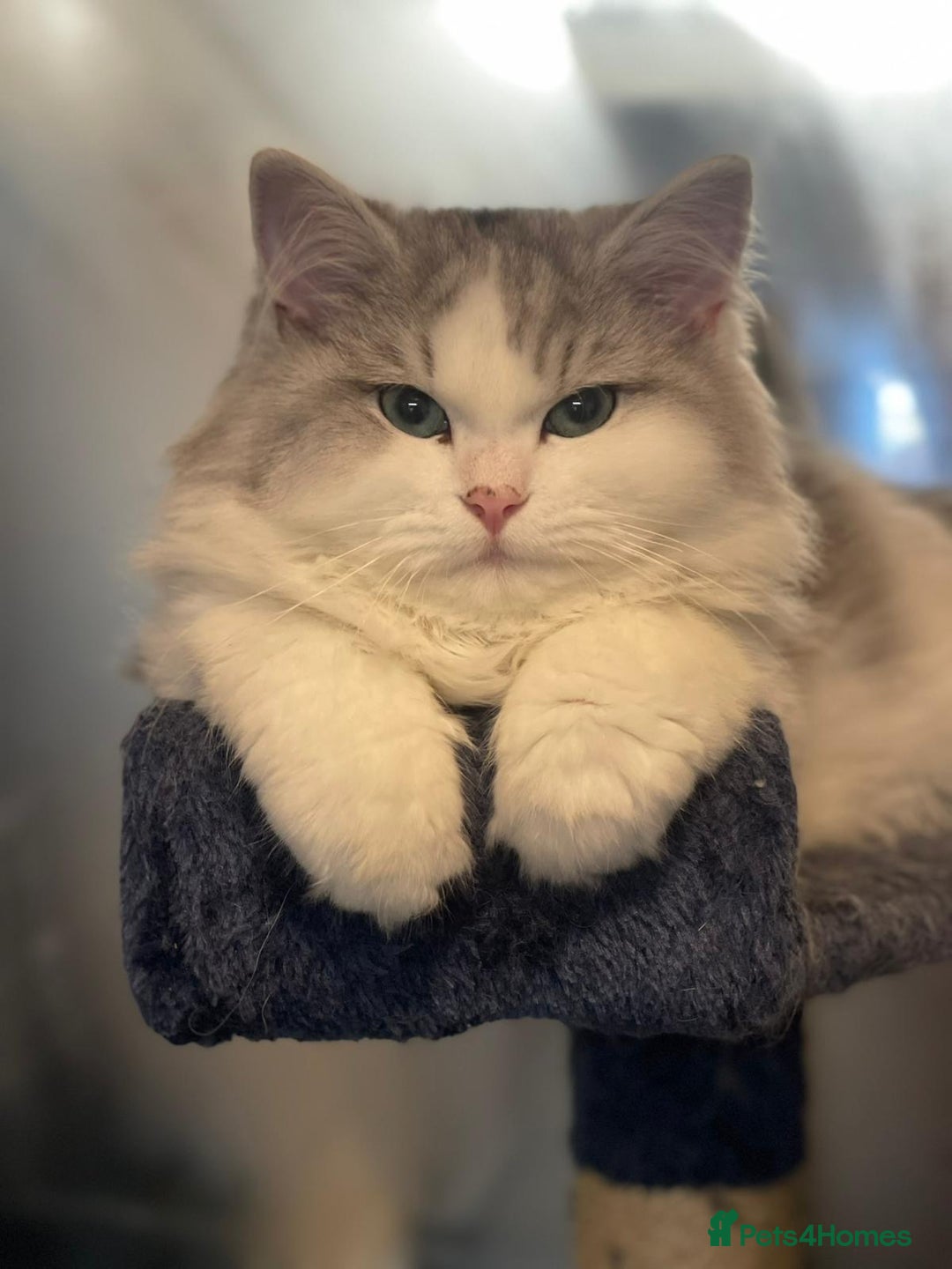 Persian cats for sale: 3 Beautiful Persian Ragdoll - Advert 4