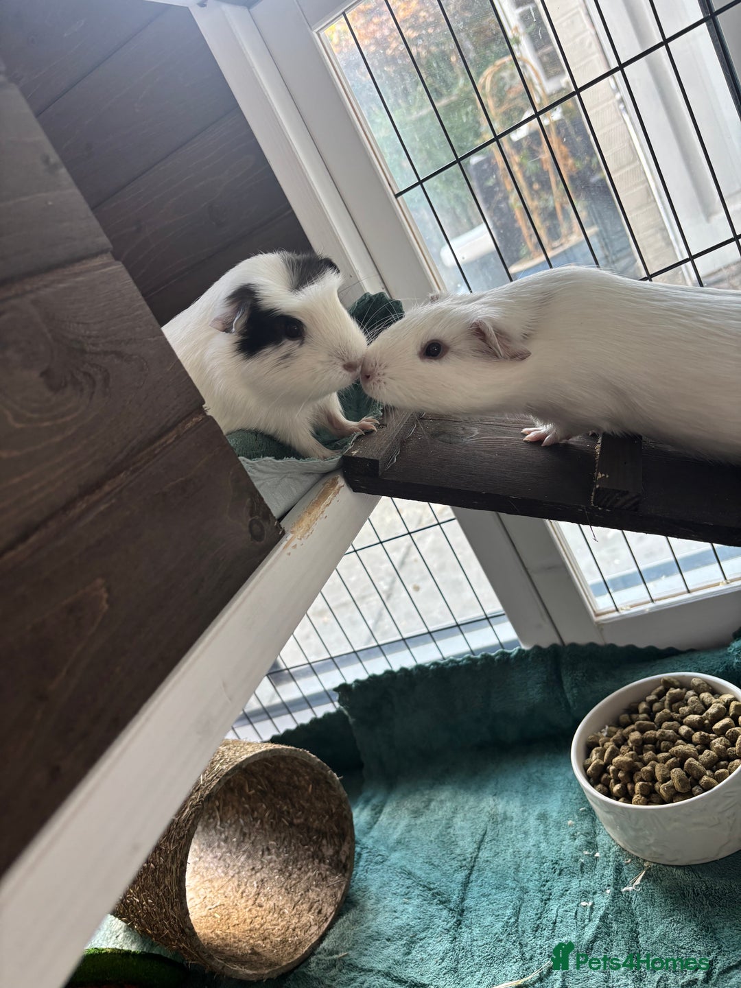 Guinea Pig rodents for sale: 2 female guinea pigs for sale - Image 1