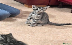 Bengal cats for sale: 4 Bengal cross kittens - Image 2