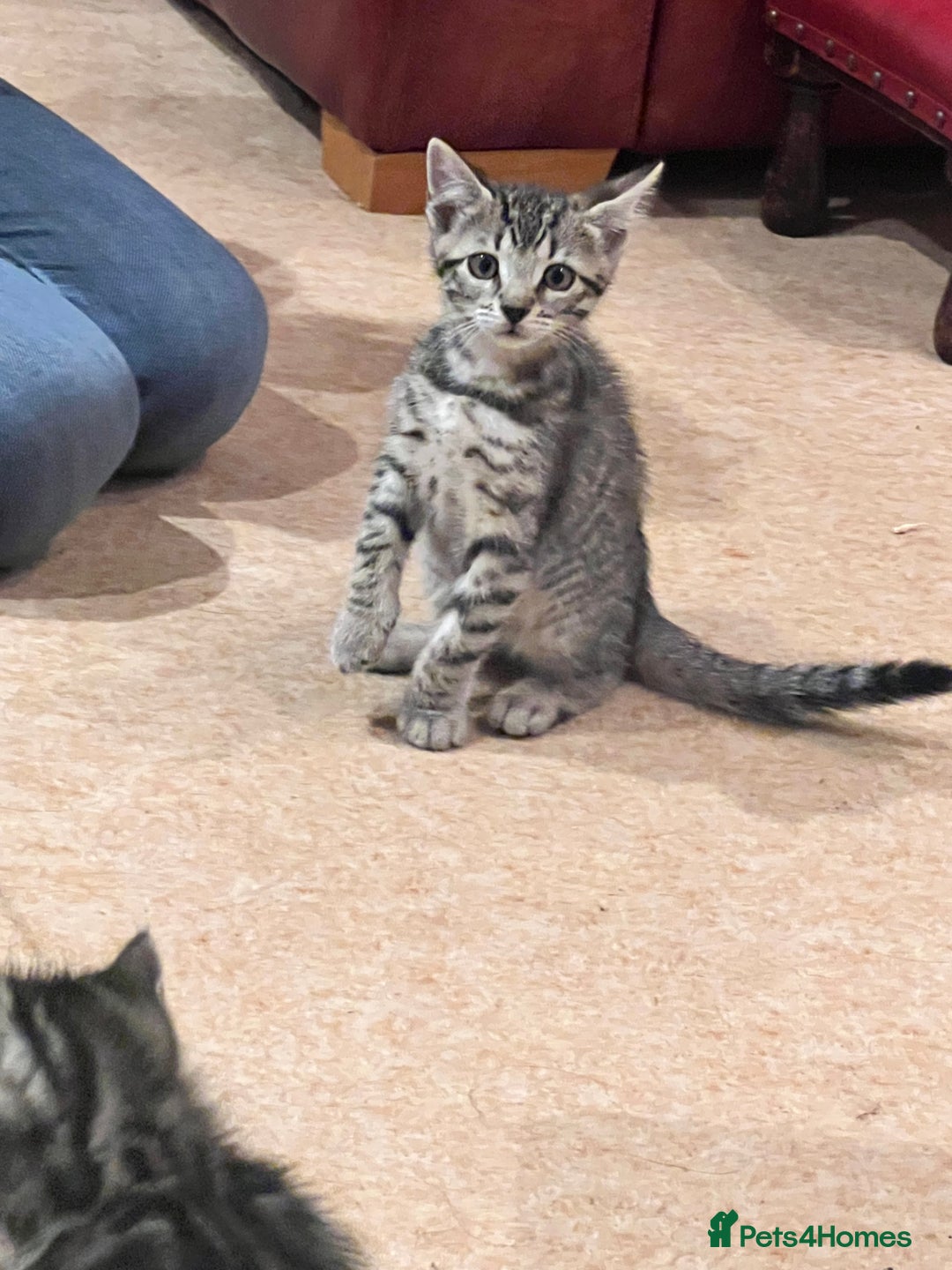 Bengal cats for sale: 4 Bengal cross kittens - Image 2