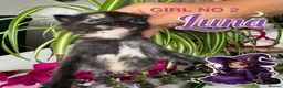 Mixed Breed cats for sale: Fluffy Long Haired Kittens - Ready 15 August in Plymouth - Advert 5