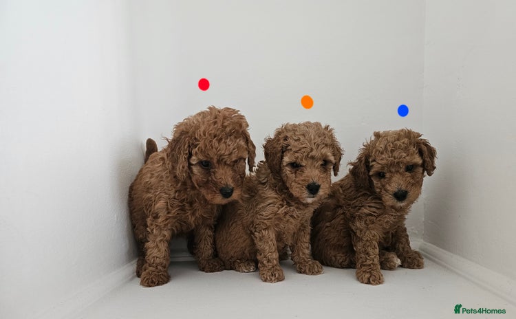 Cavapoochon dogs - Advert 1