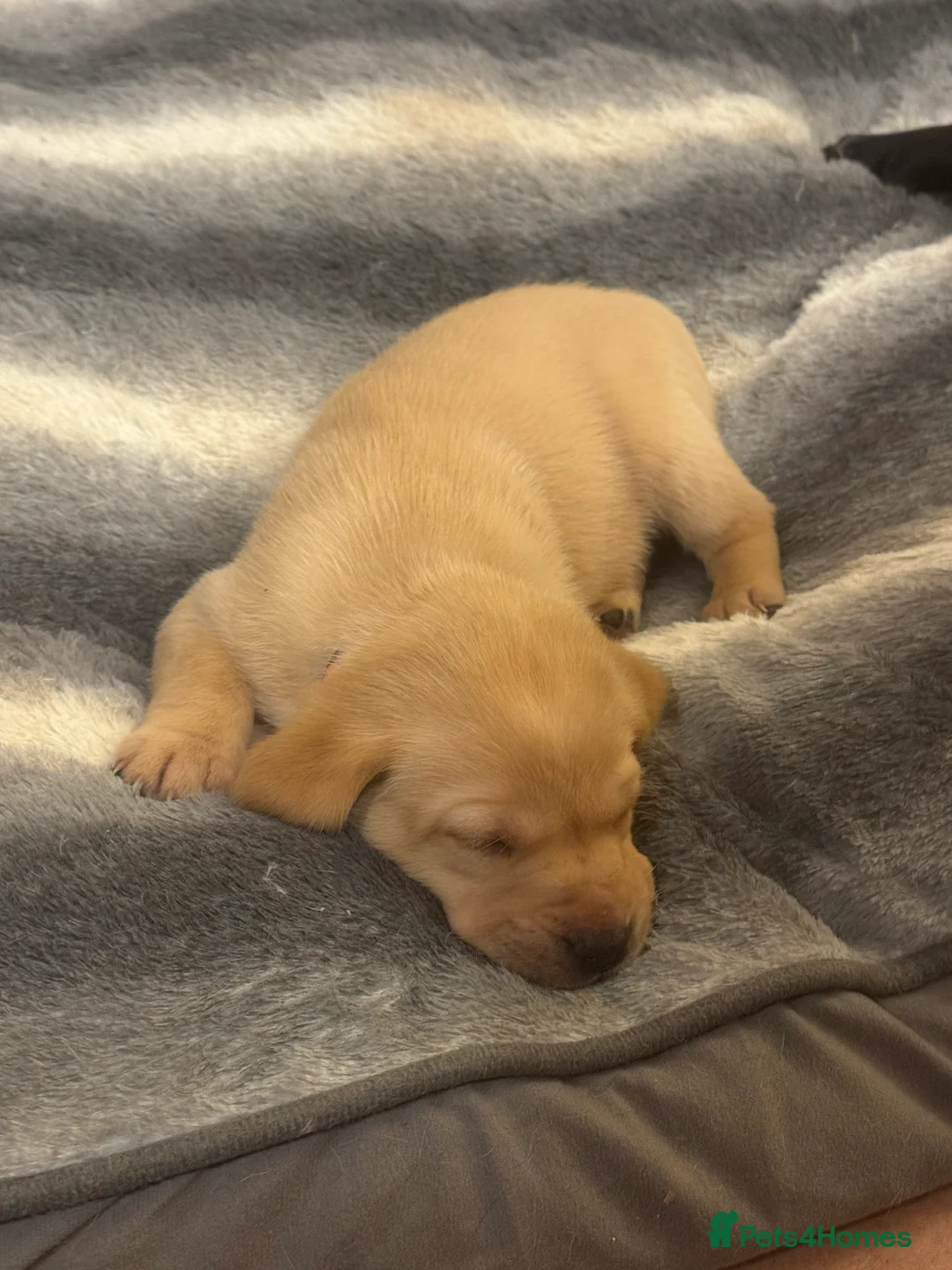 Labrador Retriever dogs for sale: Beautiful fox red male pups - Advert 4