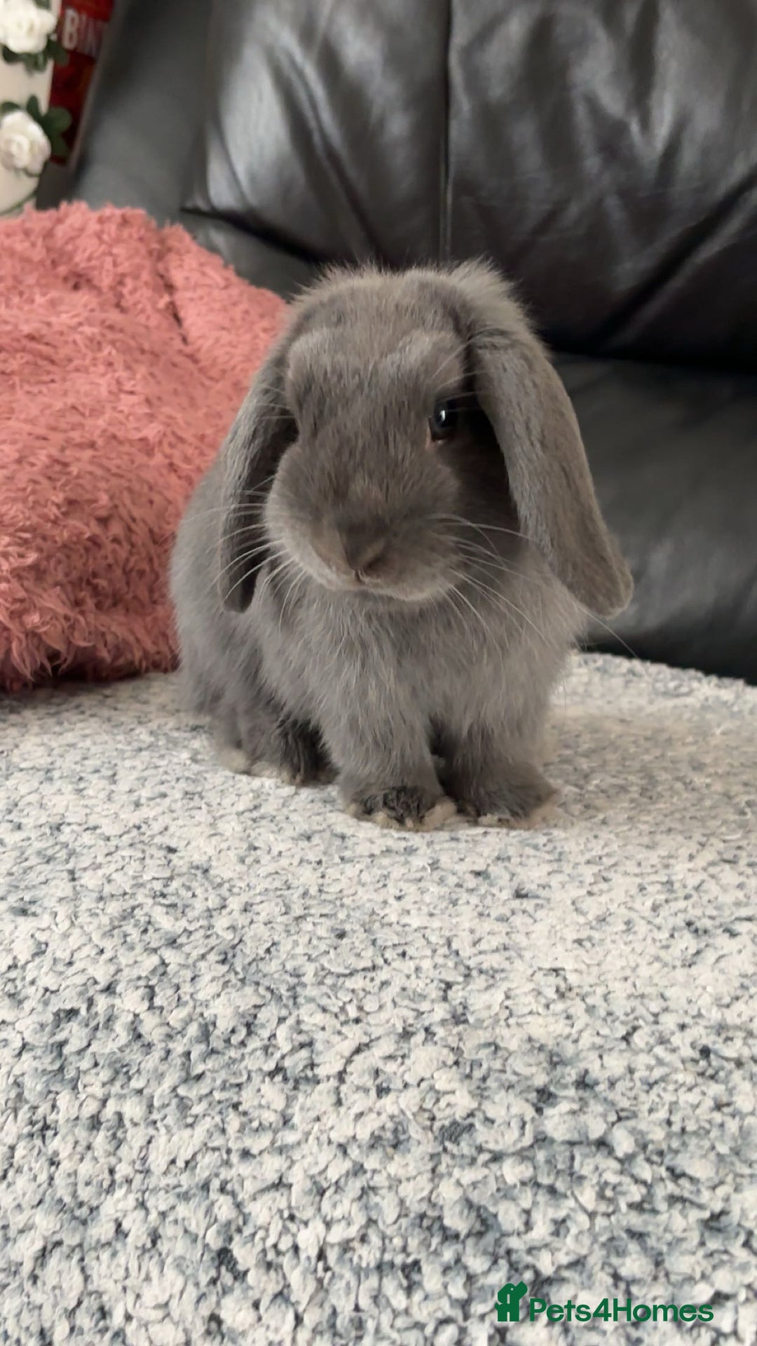 Mini Lop rabbits for sale: Mini lop male rabbit for sale  - Advert 1