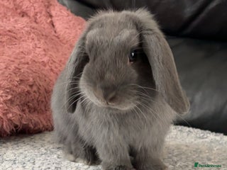 Mini Lop rabbits Mini lop male rabbit for sale - Advert 1
