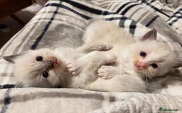 Ragdoll cats for sale: Purebred Blue Mitted Ragdoll Kittens - Image 3