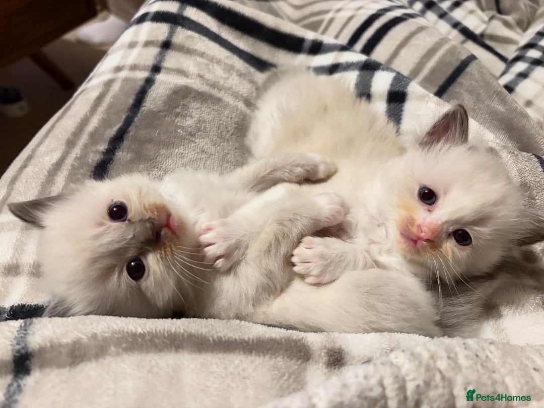 Ragdoll cats for sale: Purebred Blue Mitted Ragdoll Kittens - Image 3