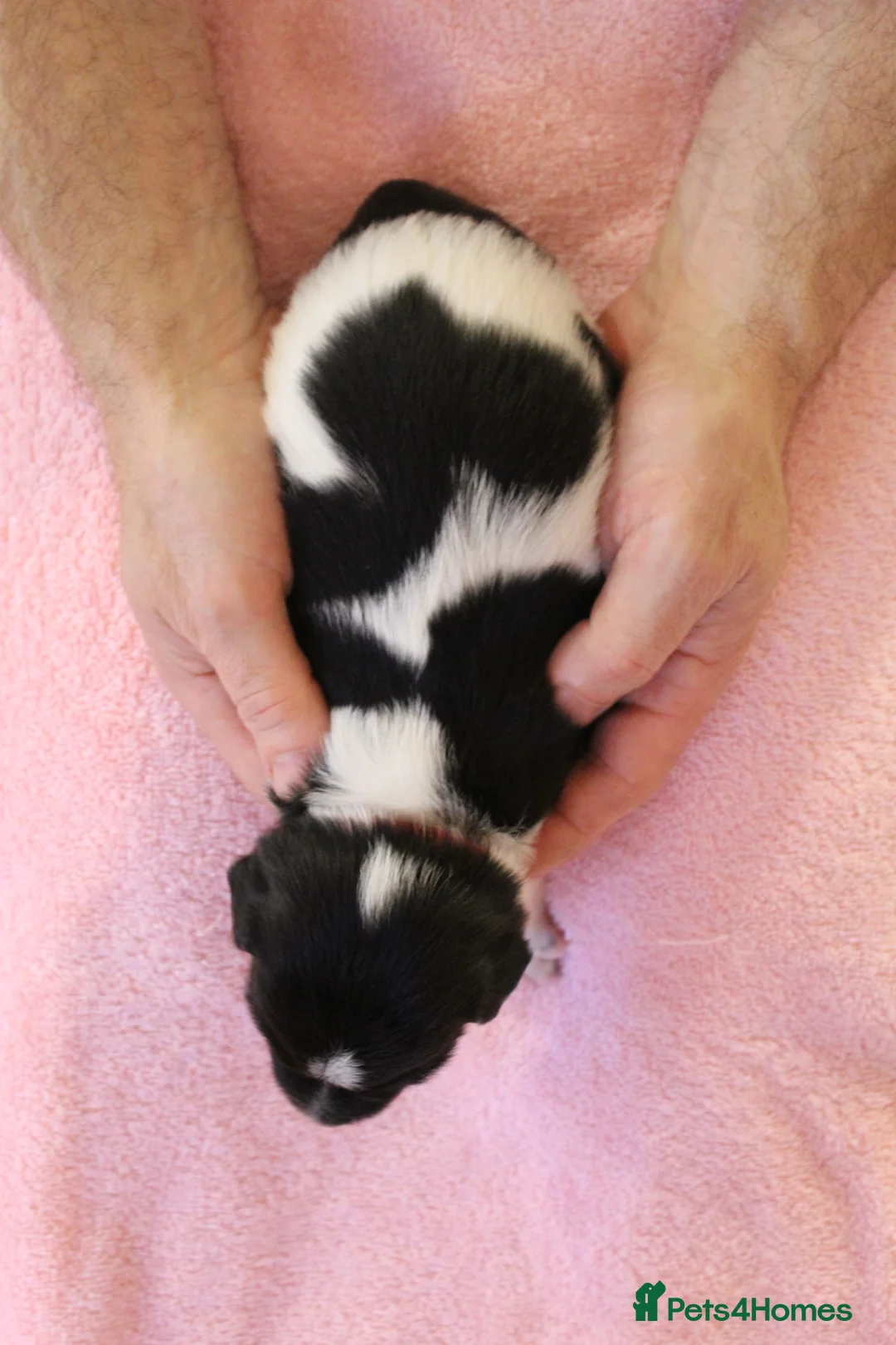 Sprollie dogs for sale: Intelligent & Affectionate Sprollie Puppies  - Advert 13