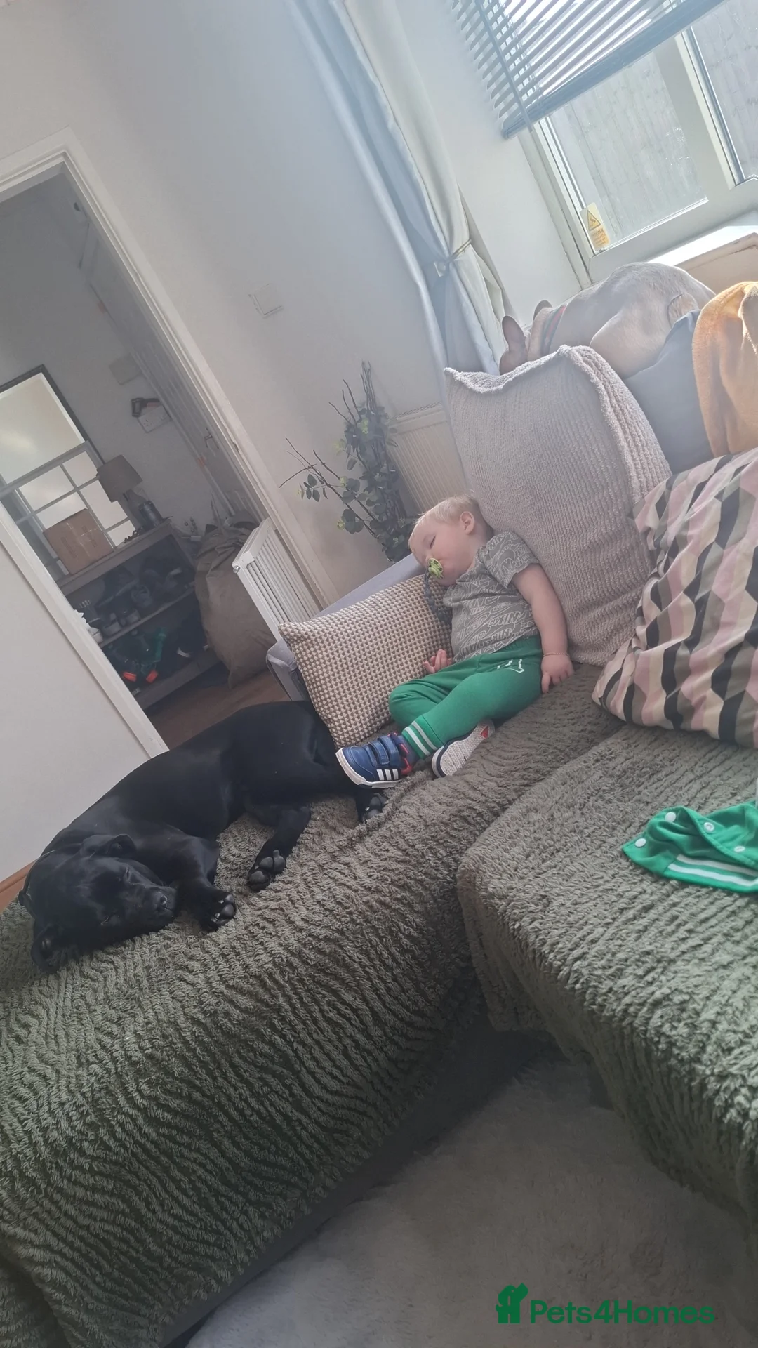 Cane Corso dogs for sale: 7 month old male Cane corso for sale - Advert 3