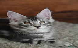 Maine Coon cats for sale: 👑 6 Majestic, health tested Kittens- TICA reg 🧬 - Image 16